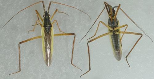 Réf. 234 037 : Notostira elongata